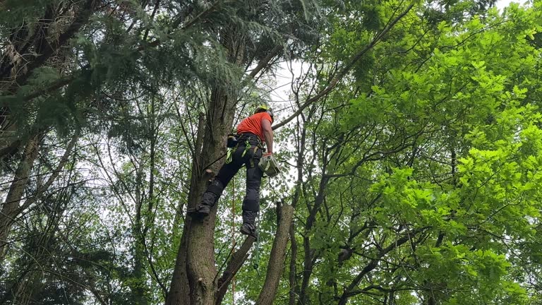 Best Tree Risk Assessment  in Rice, MN