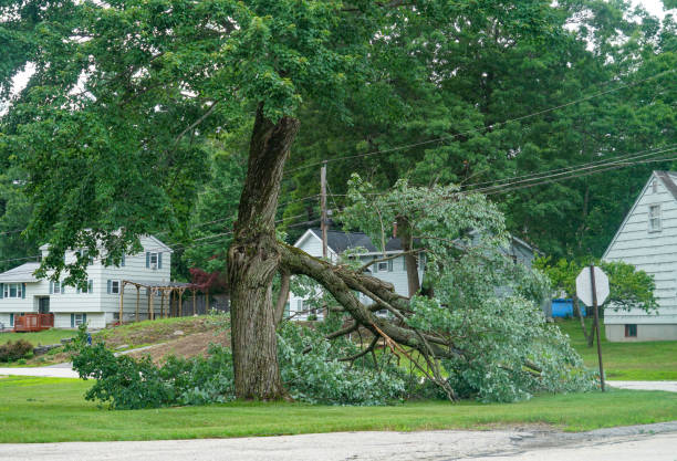 Best Tree Removal  in Rice, MN