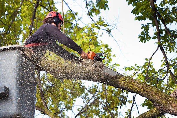 Best Tree Health Inspection  in Rice, MN